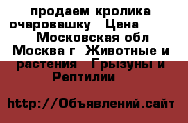 продаем кролика очаровашку › Цена ­ 1 000 - Московская обл., Москва г. Животные и растения » Грызуны и Рептилии   